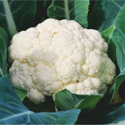 HY.CABBAGE KEERTHI